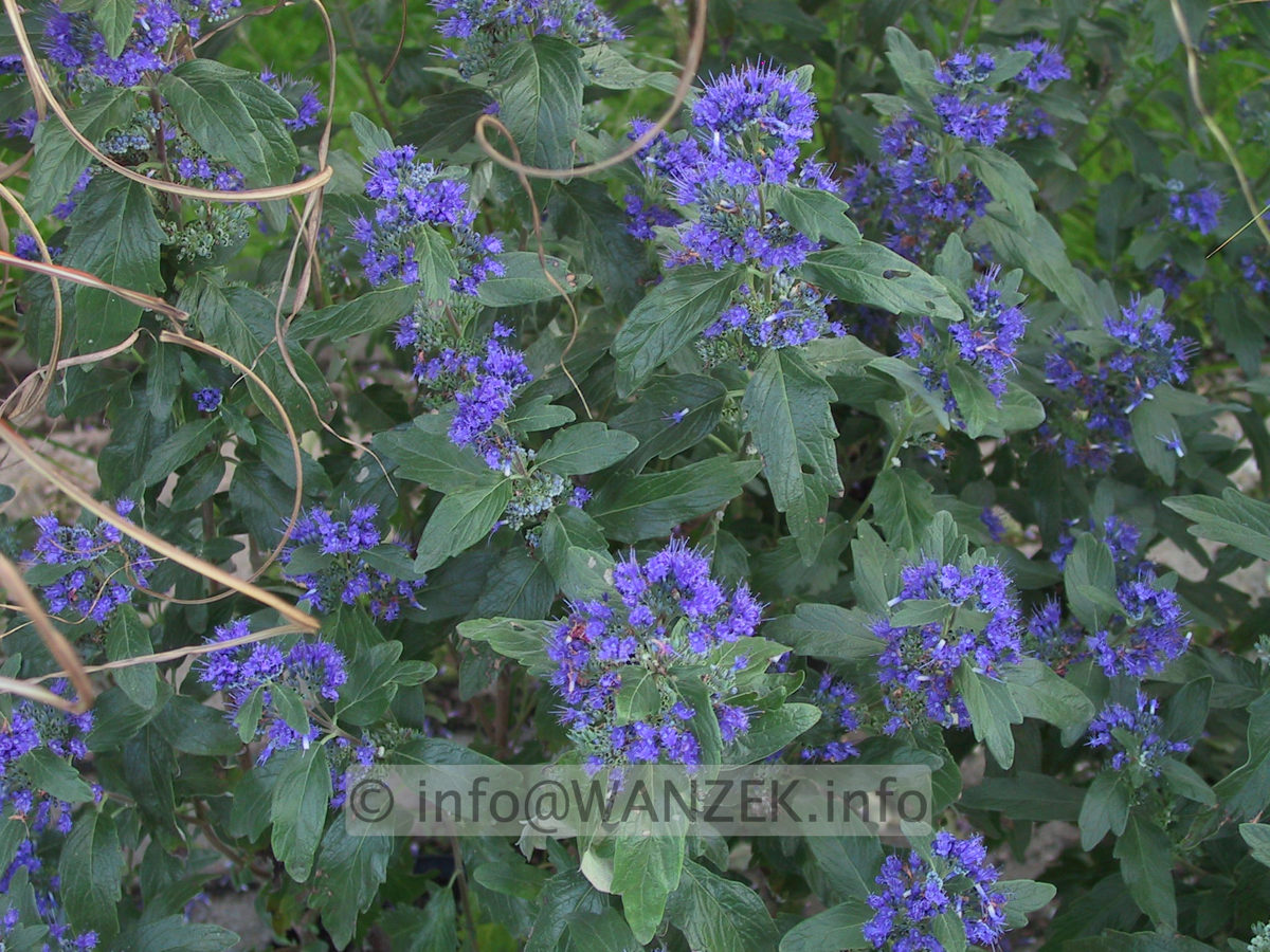 Caryopteris clandonensis Dark Night 3.JPG